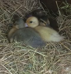 3 Week old ducklings