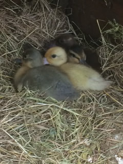 3 Week old ducklings